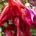 8 arbustes aux fleurs extraordinaires