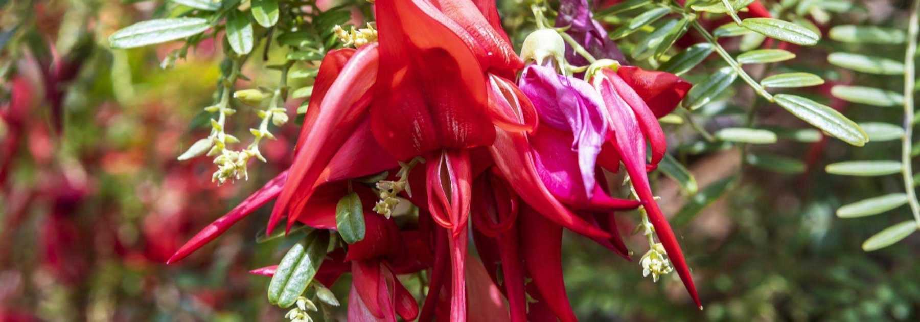 8 arbustes aux fleurs extraordinaires