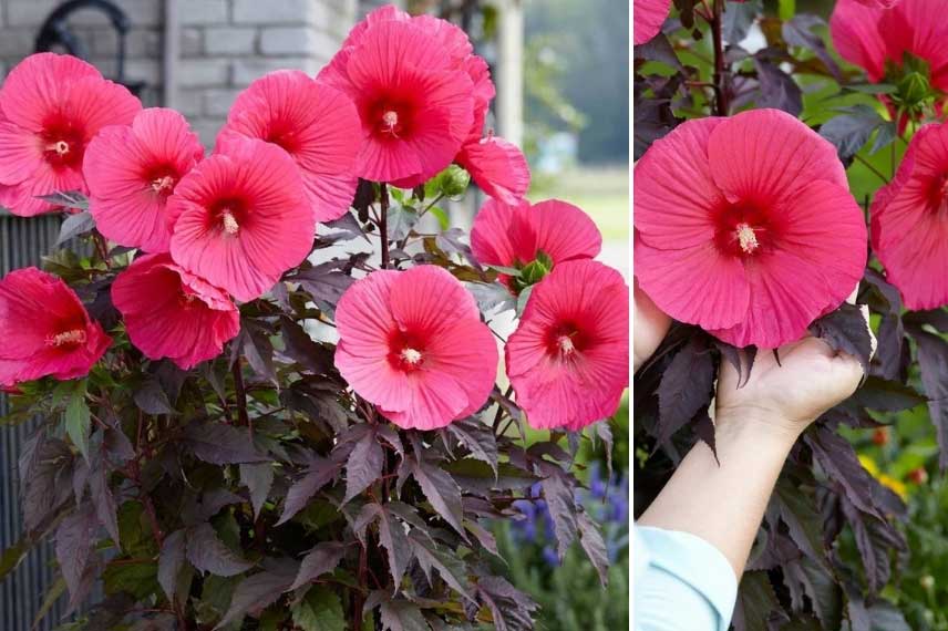 Hibiscus des marais