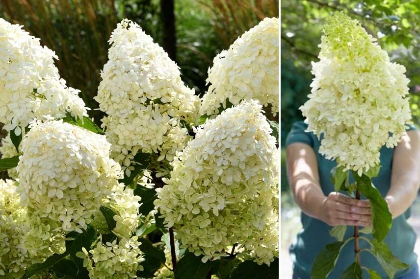 Hortensia paniculé