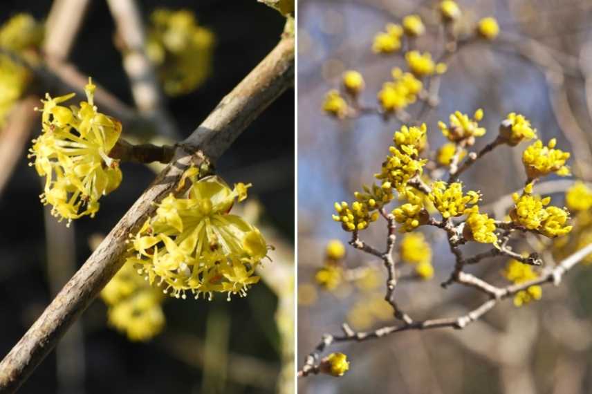 cornouiller mâle, cornus mas, cornus fruits, cornus fructification