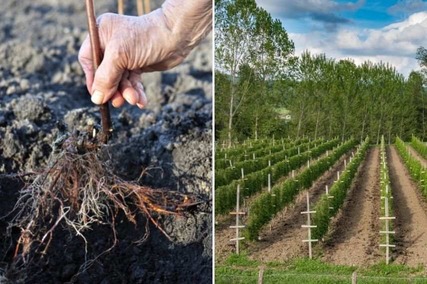 plantation du framboisier en racines nues