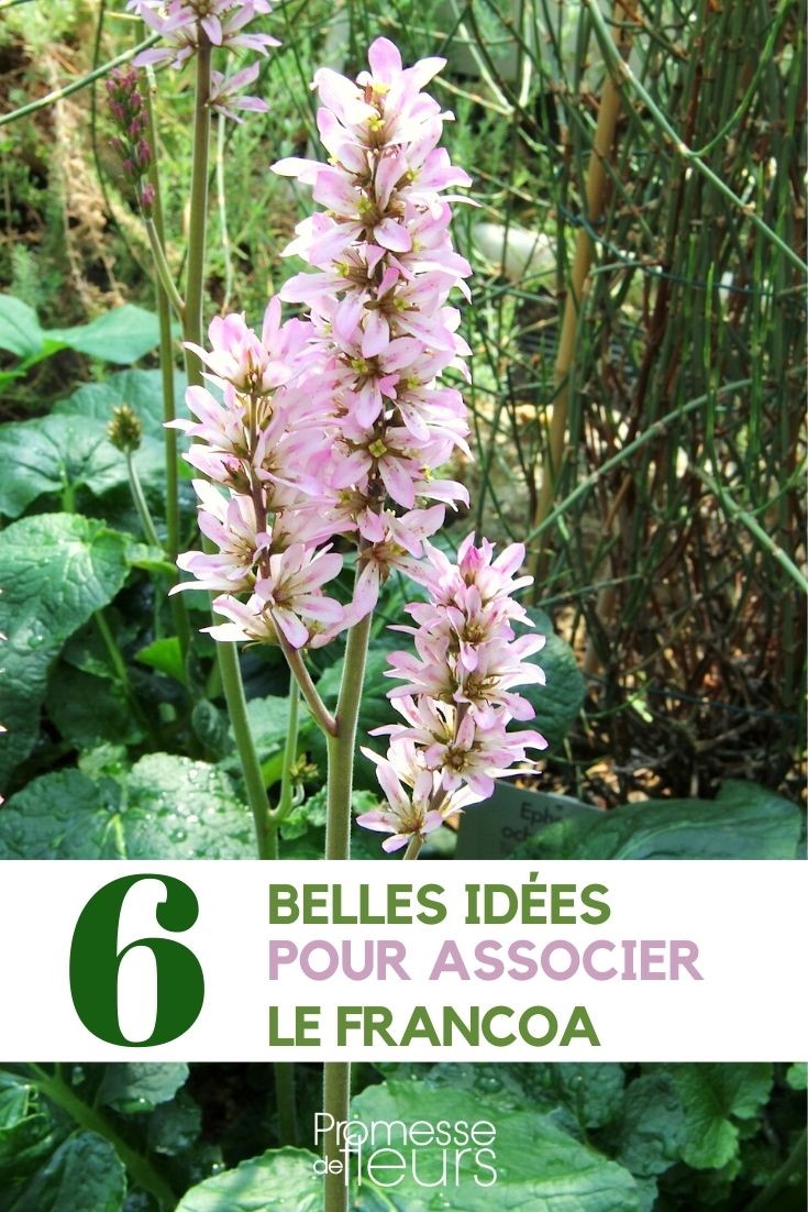 francoa-associer