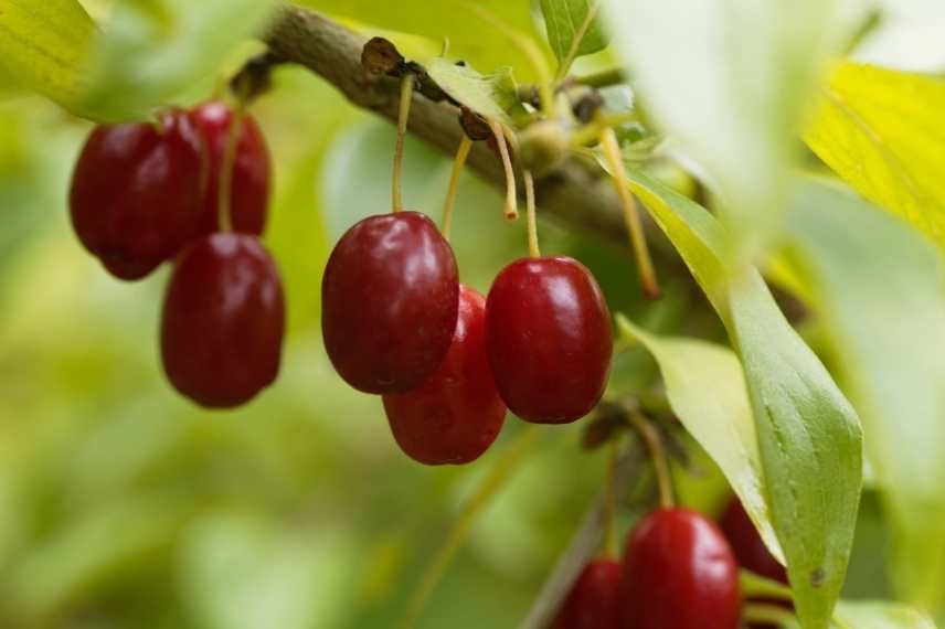 cornouiller mâle, cornus mas, cornus fruits, cornus fructification