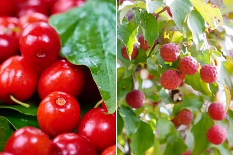 Cultiver le cornouiller mâle pour ses fruits Promesse de Fleurs