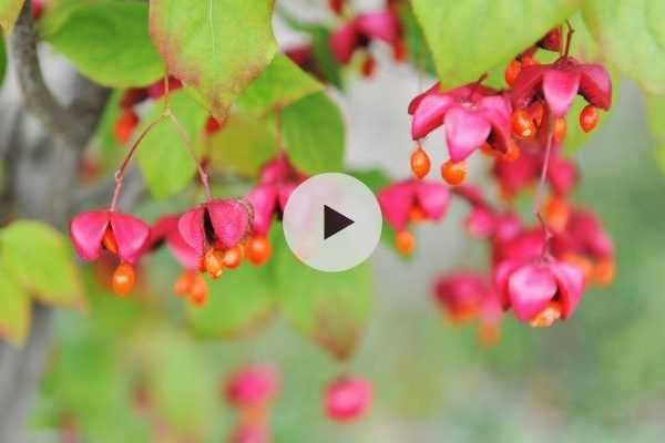 Le fusain Euonymus planipes ou sacchalinensis