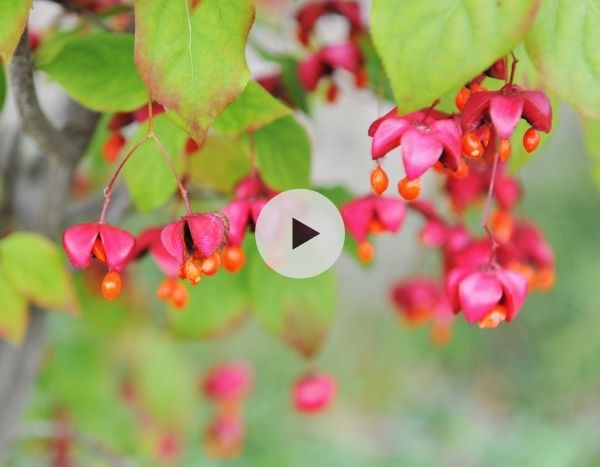 Le fusain Euonymus planipes ou sacchalinensis