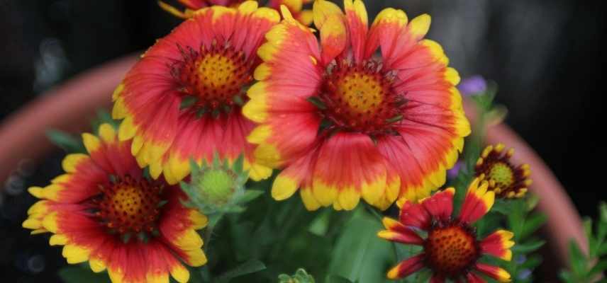 cultiver gaillarde en pot, culture gaillarde en pot, gaillarde jardiniere, gaillarde en bac, gaillarde sur balcon