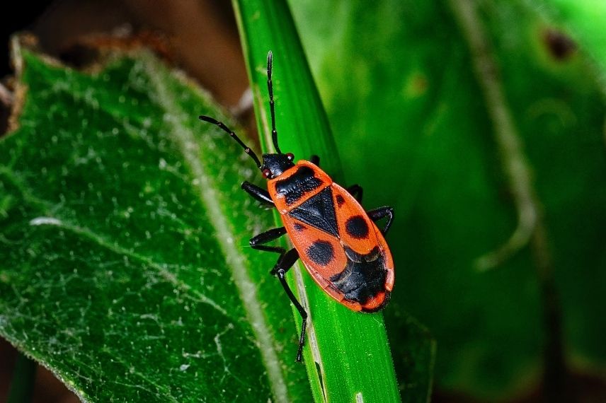 insectes rouges et noirs, gendarmes, soldats, suisses