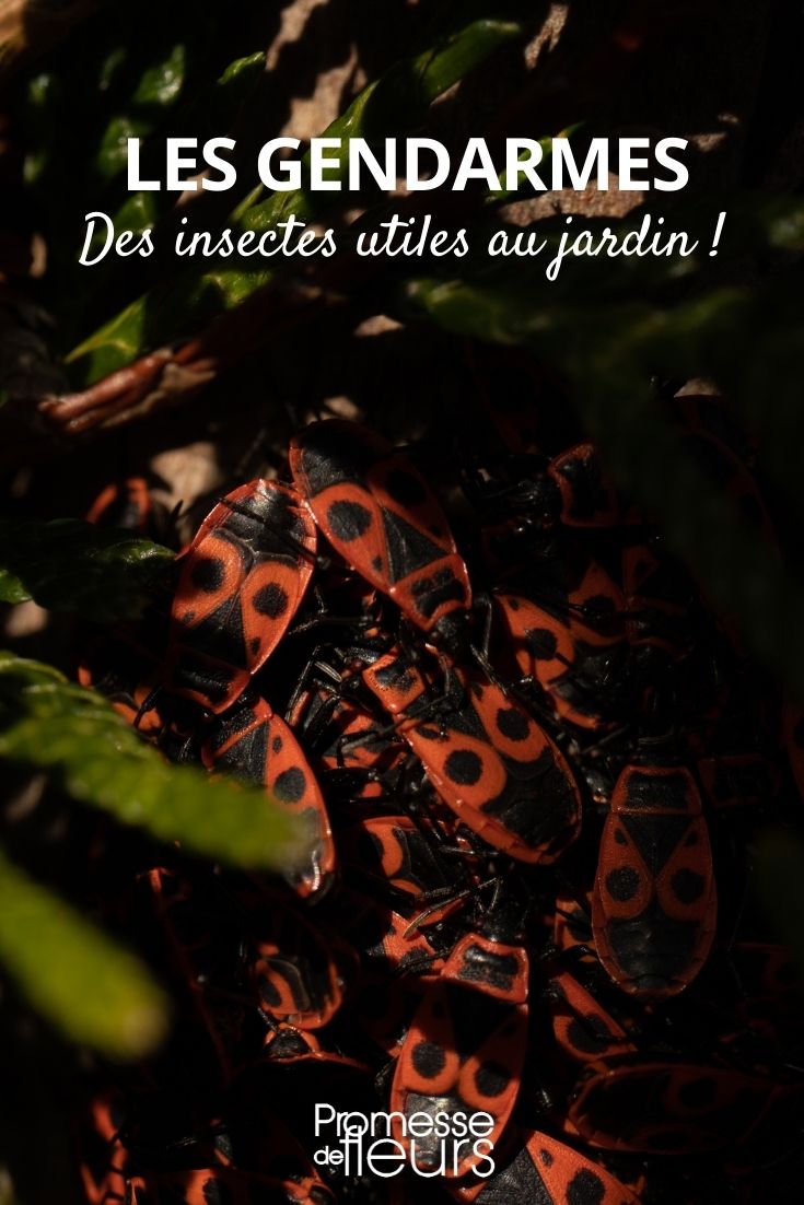 gendarmes insectes jardin