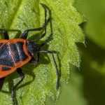 Les gendarmes, des insectes rouges et noirs utiles au jardin