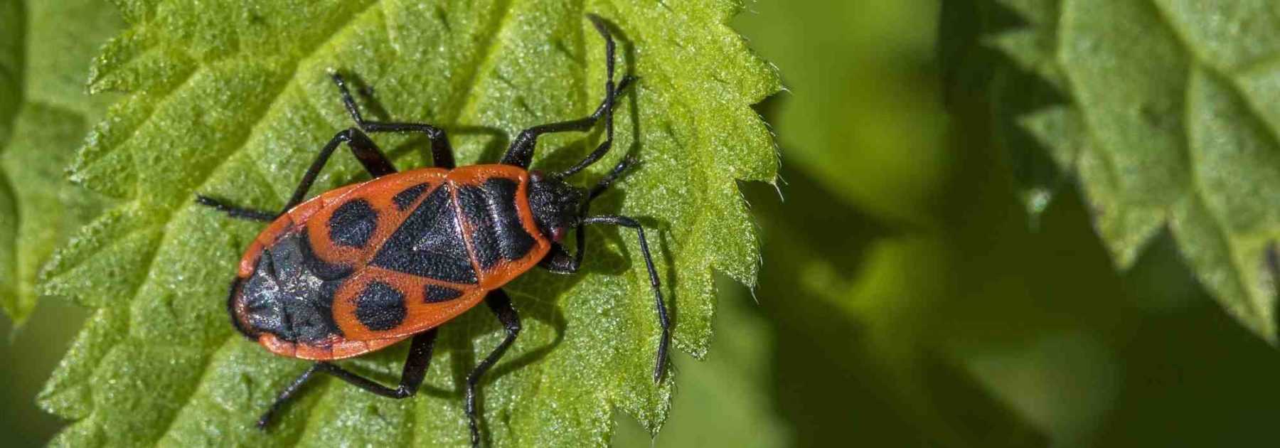 Les gendarmes, des insectes rouges et noirs utiles au jardin