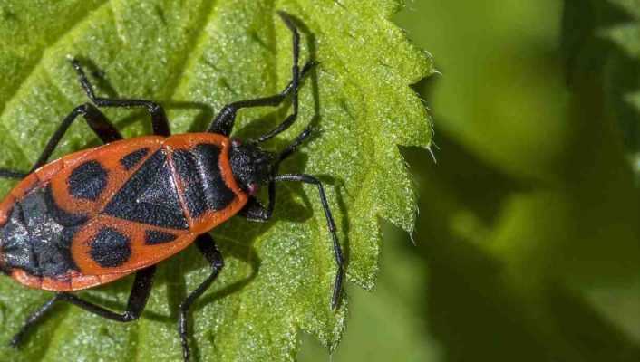 Les gendarmes, des insectes rouges et noirs utiles au jardin
