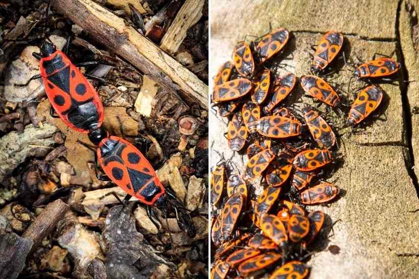 insectes rouges et noirs, accouplement gendarmes, soldats, suisses