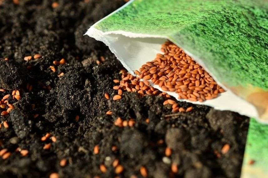 semer graines plante annuelle