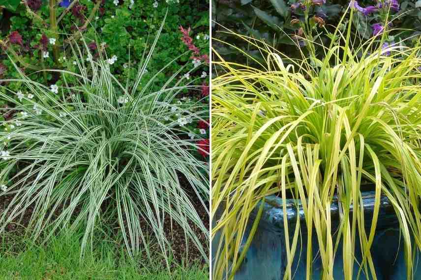 laîche d'oshima, carex graminée pour jardin à l'ombre