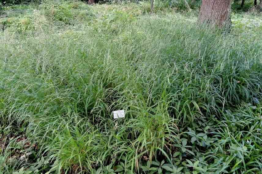 brachypode des bois, graminée pour l'ombre