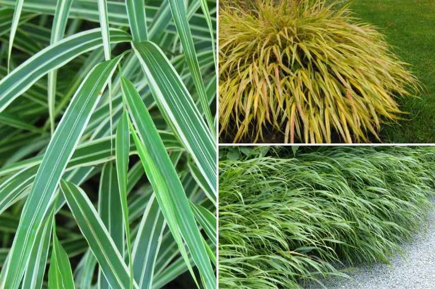 herbe du japon, hakonechloa, graminée pour jardin au nord