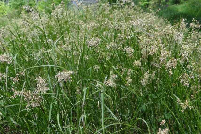 Luzule des bois, graminée pour jardin ombragé