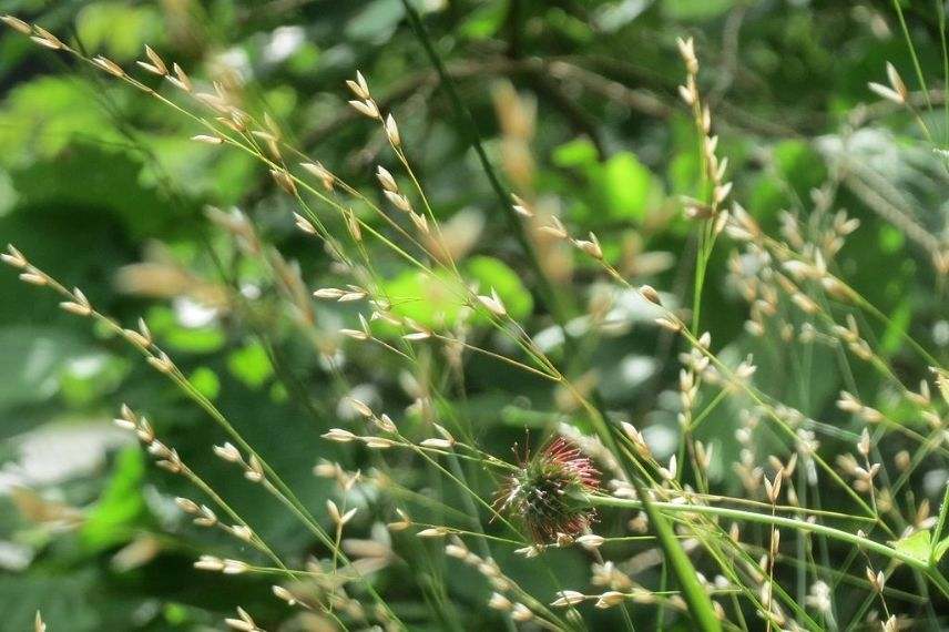 mélique à une fleur, graminée pour jardin à l'ombre