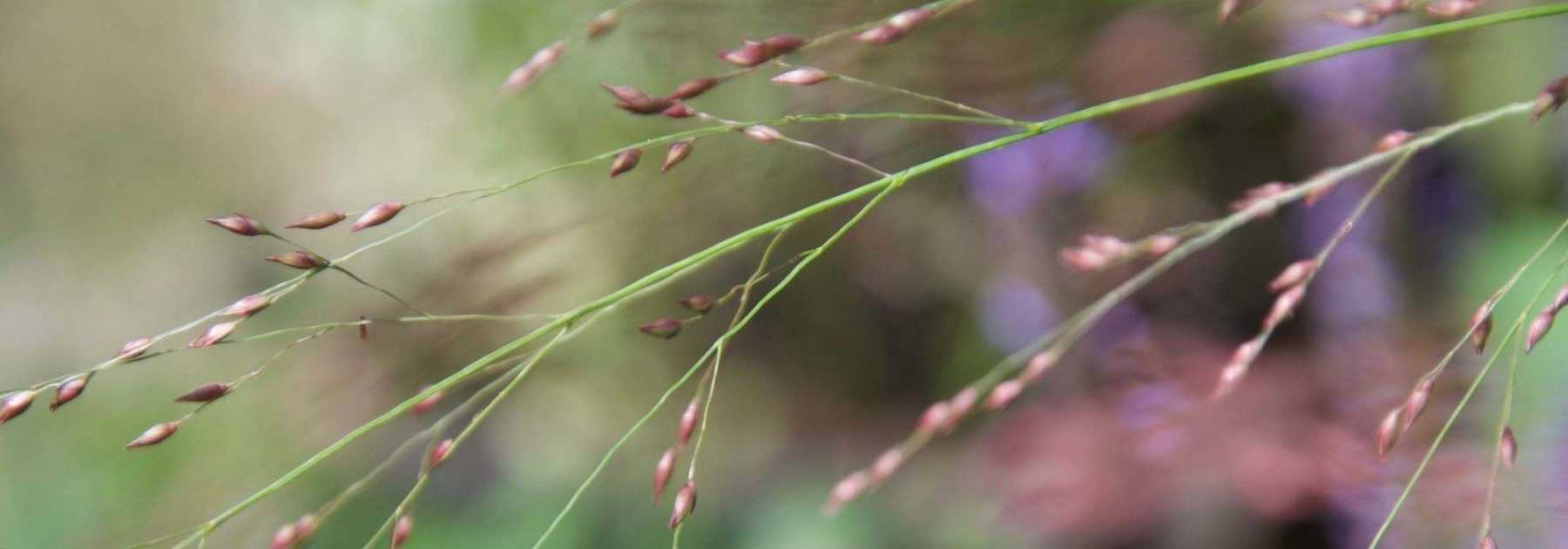 6 graminées pour un jardin exposé au Nord