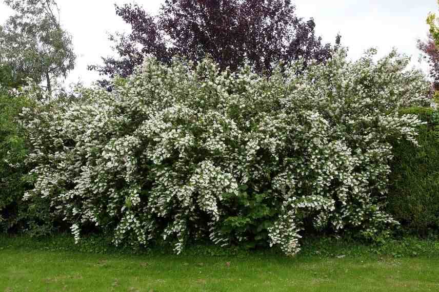 deutzie, deutzia grande dimension