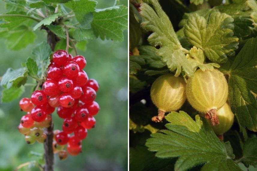 plantation du groseillier en racines nues