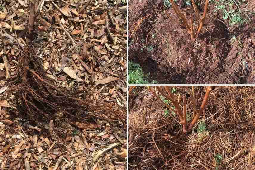 planter un groseillier à racines nues