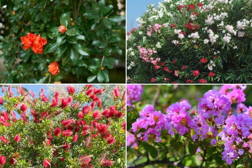 Arbustes de haie à fleurs