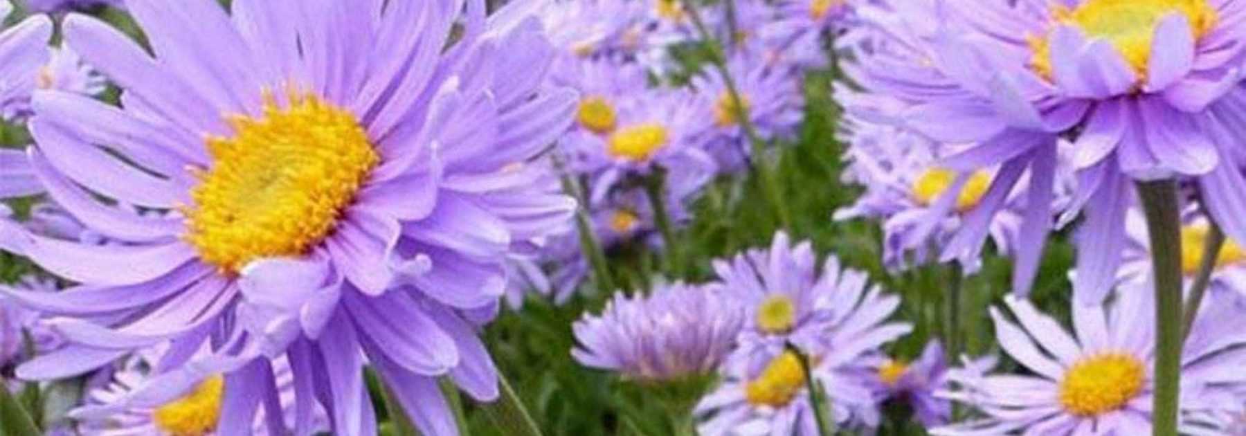 Les asters résistants à la sécheresse