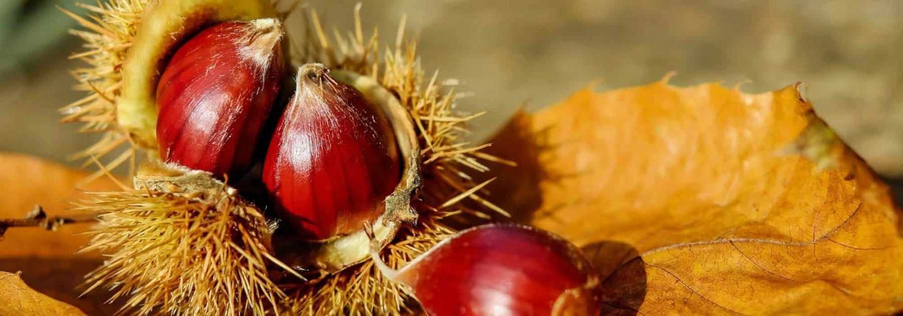 Châtaigne et marron, quelles différences ?