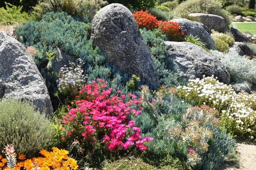 association hélianthème dans une rocaille sèche