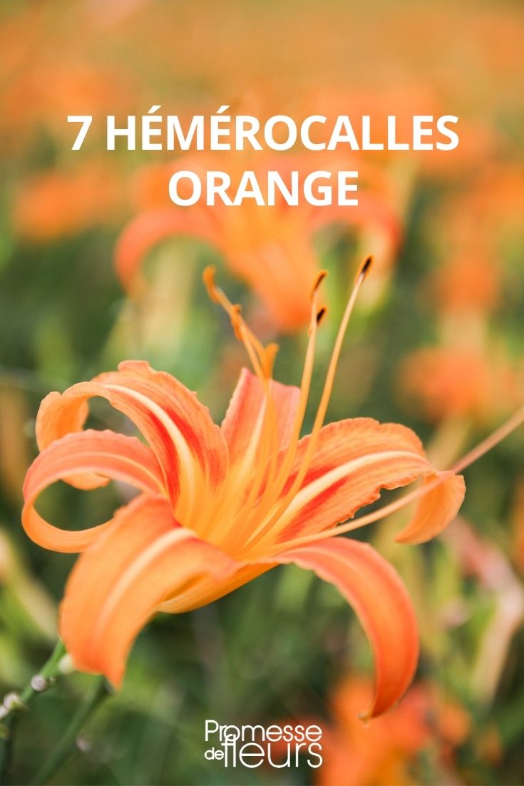hemerocalle orange