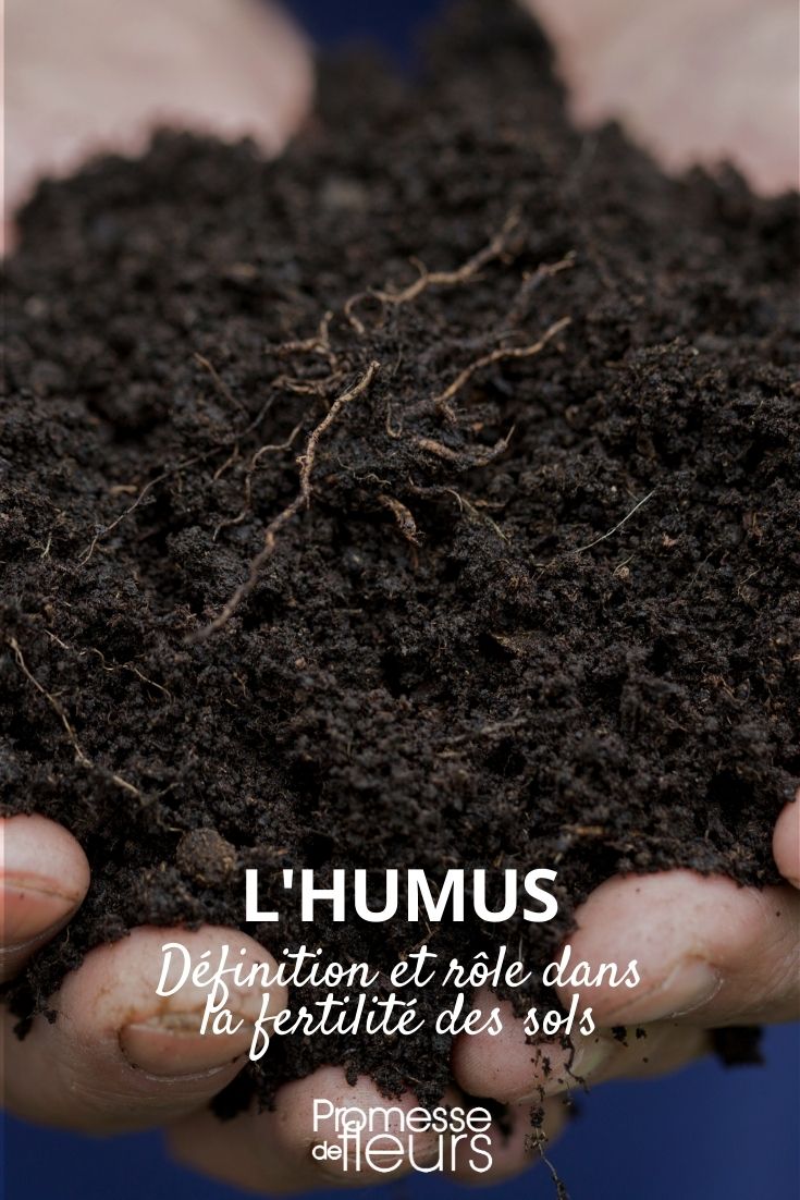 humus definition