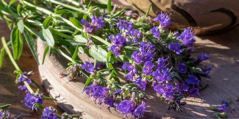 récolter feuilles et fleurs d'hysope