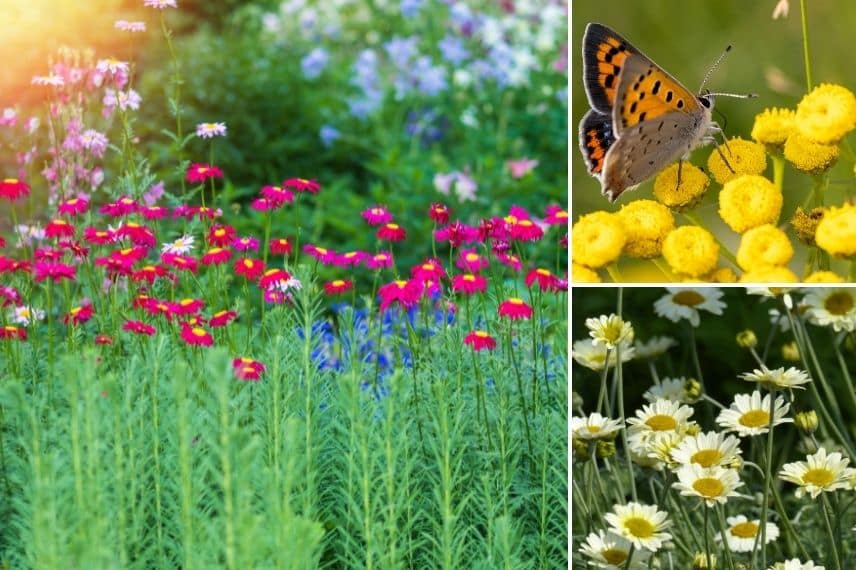 Associer la tanaisie jardin naturel