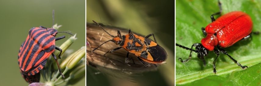 insectes rouges et noirs