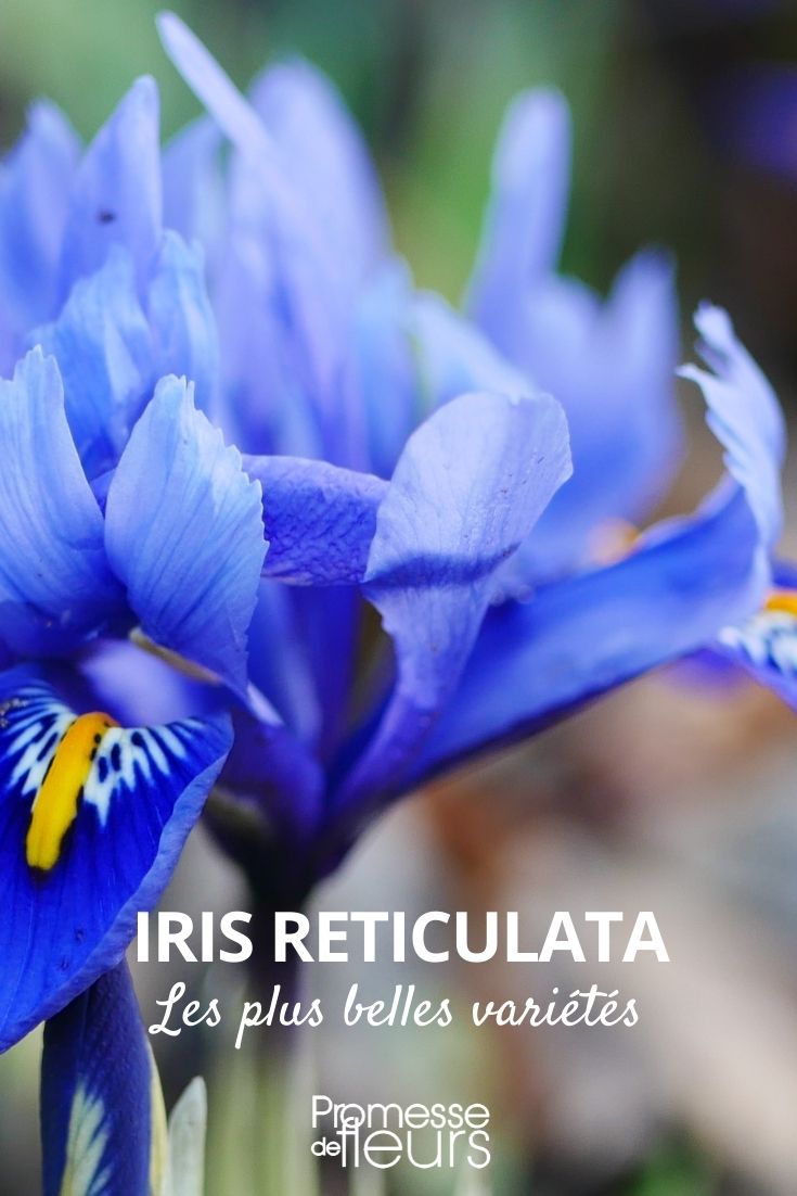 iris reticulata plus belles variétés