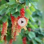 Jardin forêt : Planter en différentes strates