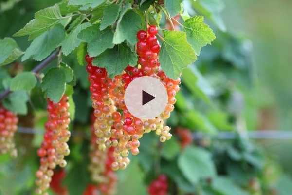 Jardin forêt : Planter en différentes strates