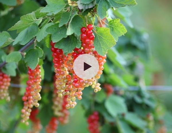 Jardin forêt : Planter en différentes strates