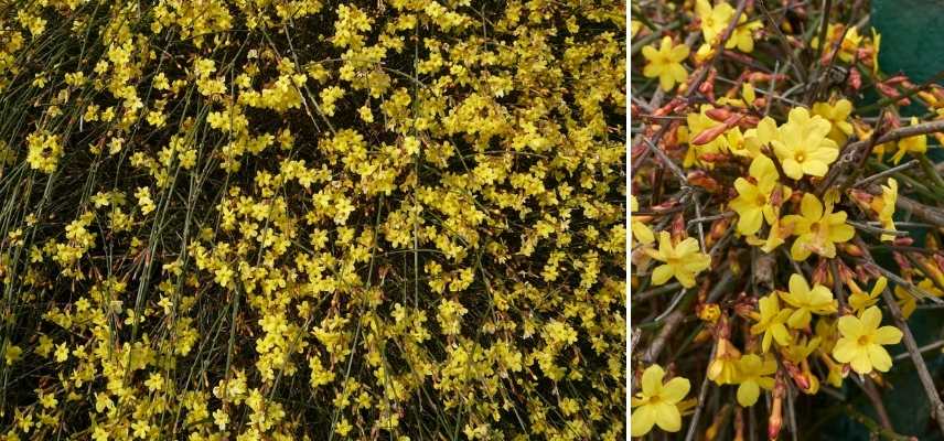 plante grimpante hiver, grimpante floraison hivernale, quelle grimpante fleurit en hiver