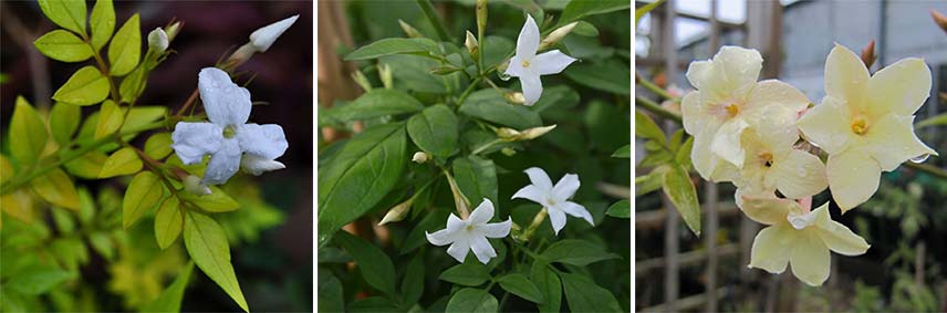 Floraison du jasmin officinale