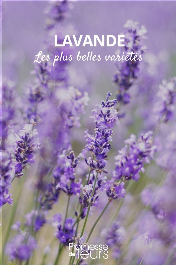 lavande plus belles variétés