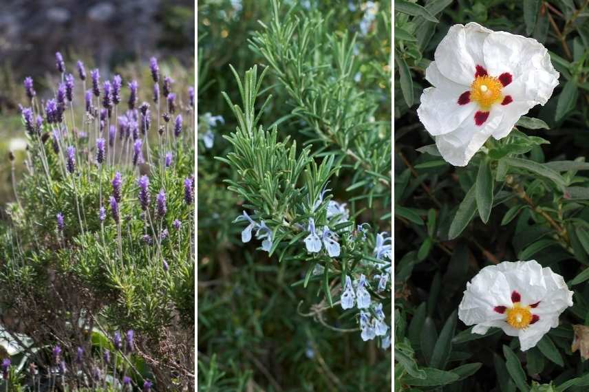 plantes n'aiment pas être deplacées, plantes à ne pas déplacer, plantes système racinaire délicat, plantes transplantation