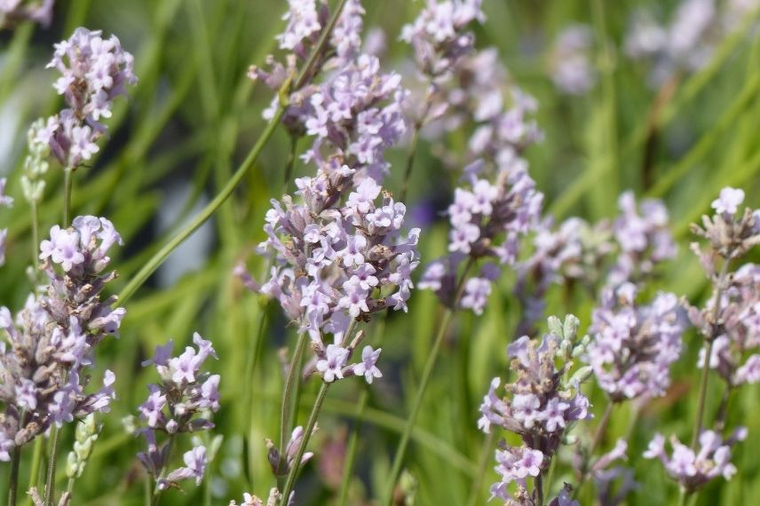 lavandula angustifolia rosea