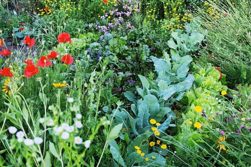 associer tanaisie potager