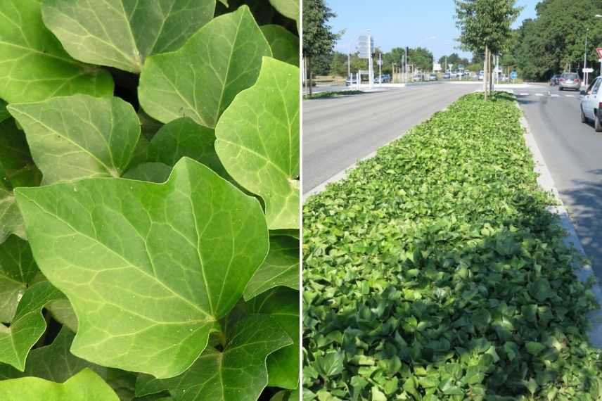 lierre d'Algérie, lierre couvre-sol, lierre à grandes feuilles