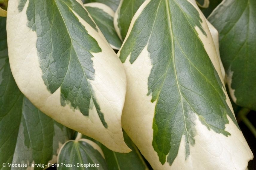 lierre à grandes feuilles panachées, lierre de colchide original