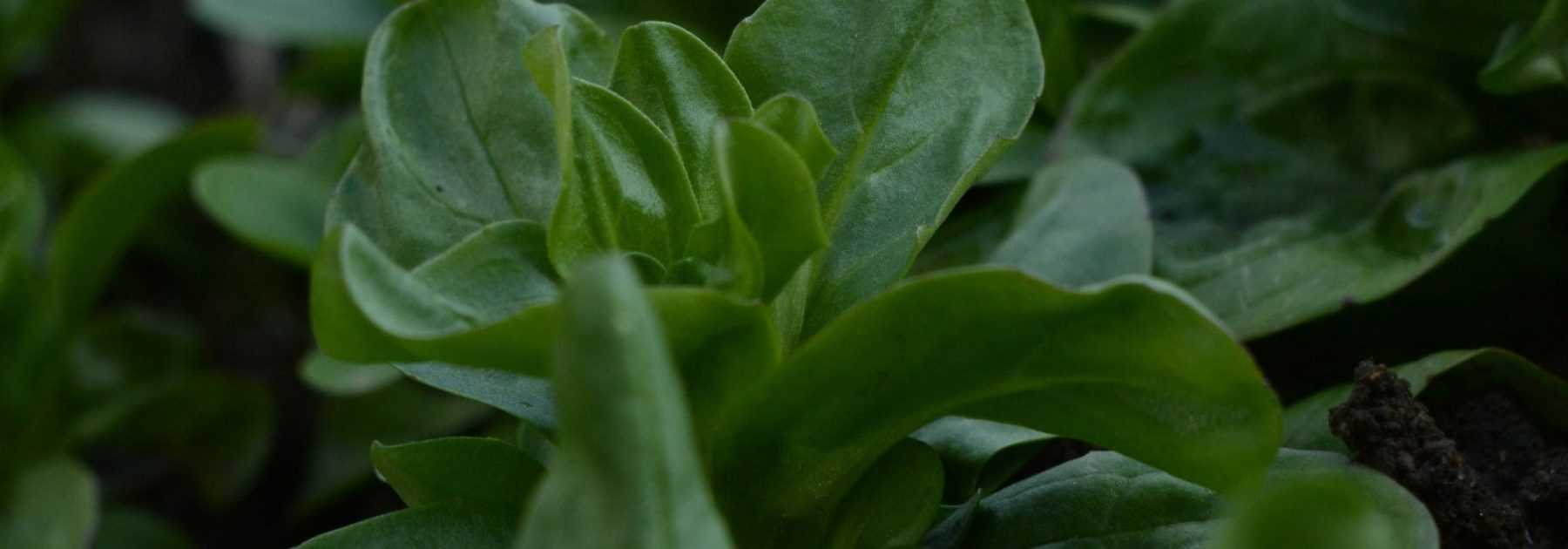 6 variétés de mâche à cultiver au potager